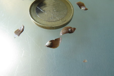  picture  Japanse_larix |Larix_kaempferi