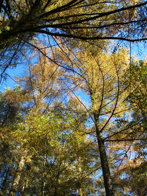  picture  Japanse_larix |Larix_kaempferi