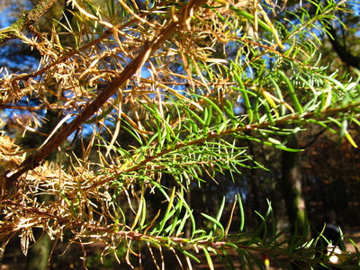  picture  Japanse_larix |Larix_kaempferi