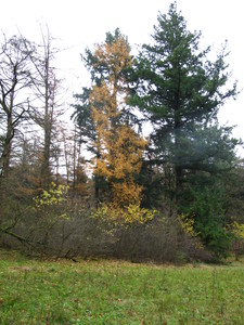  picture  Japanse_larix |Larix_kaempferi