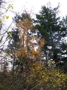  picture  Japanse_larix |Larix_kaempferi