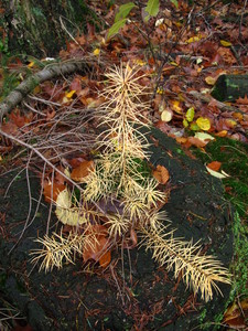  picture  Japanse_larix |Larix_kaempferi