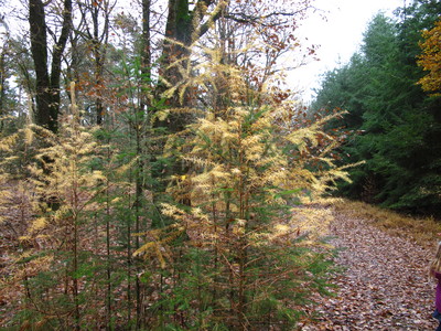  picture  Japanse_larix |Larix_kaempferi