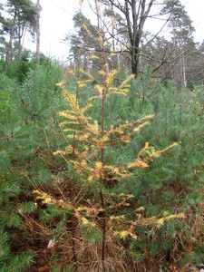  picture  Japanse_larix |Larix_kaempferi