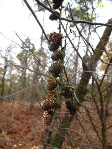  picture  Japanse_larix |Larix_kaempferi