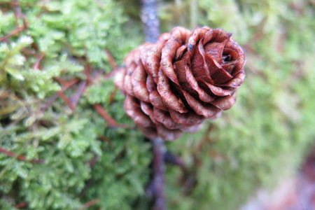  picture  Japanse_larix |Larix_kaempferi