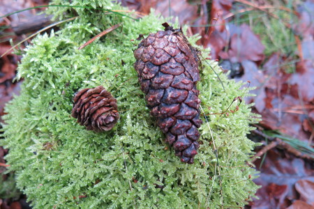  picture  Japanse_larix |Larix_kaempferi