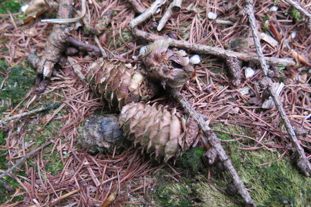  picture  Japanse_larix |Larix_kaempferi