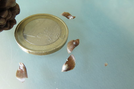  picture  Japanse_larix |Larix_kaempferi