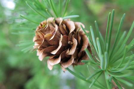  picture  Japanse_larix |Larix_kaempferi