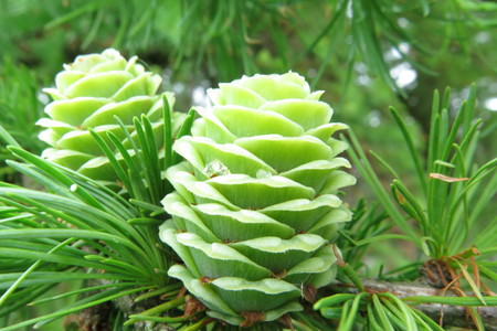  picture  Japanse_larix |Larix_kaempferi