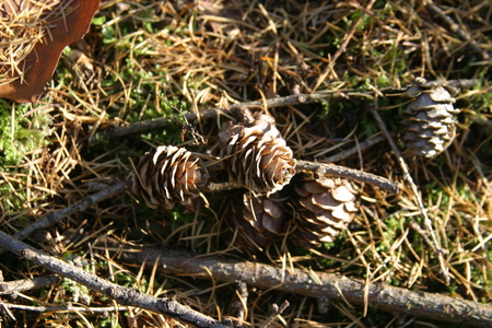  picture  Japanse_larix |Larix_kaempferi