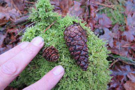  picture  Japanse_larix |Larix_kaempferi