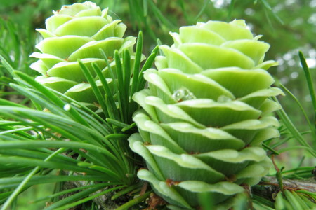  picture  Japanse_larix |Larix_kaempferi