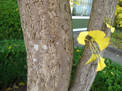  picture  Japanse_noteboom |Ginko_Biloba