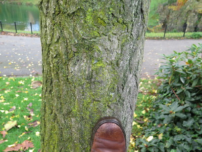  picture  Japanse_noteboom |Ginko_Biloba