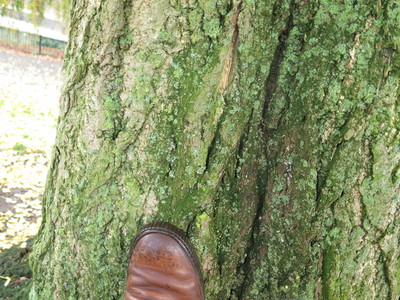  picture  Japanse_noteboom |Ginko_Biloba