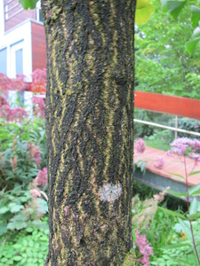  picture  Japanse_noteboom |Ginko_Biloba