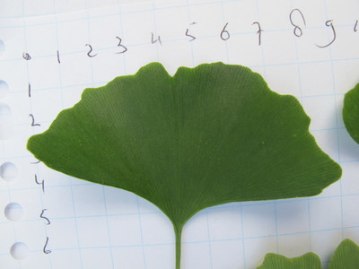  picture  Japanse_noteboom |Ginko_Biloba