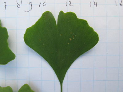  picture  Japanse_noteboom |Ginko_Biloba