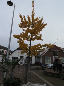  picture  Japanse_noteboom |Ginko_Biloba