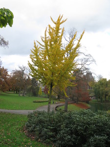  picture  Japanse_noteboom |Ginko_Biloba