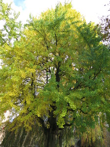  picture  Japanse_noteboom |Ginko_Biloba