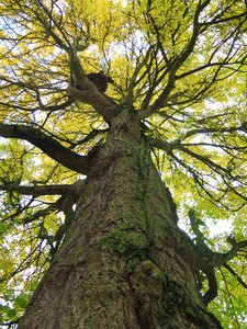  picture  Japanse_noteboom |Ginko_Biloba