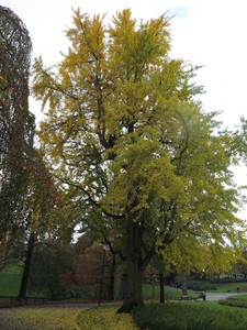  picture  Japanse_noteboom |Ginko_Biloba