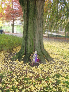  picture  Japanse_noteboom |Ginko_Biloba