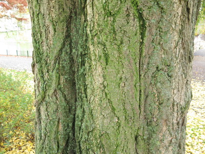  picture  Japanse_noteboom |Ginko_Biloba