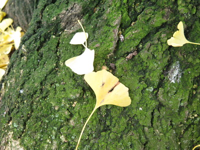  picture  Japanse_noteboom |Ginko_Biloba