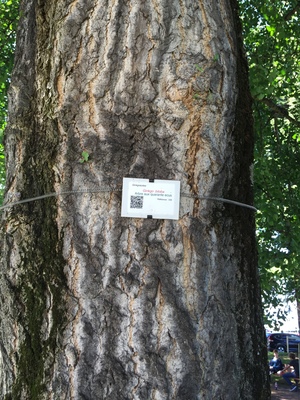  picture  Japanse_noteboom |Ginko_Biloba