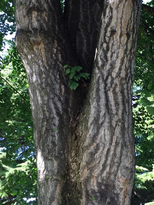  picture  Japanse_noteboom |Ginko_Biloba