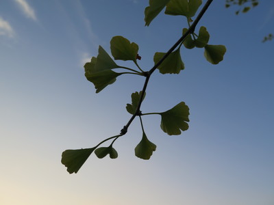  picture  Japanse_noteboom |Ginko_Biloba