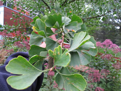  picture  Japanse_noteboom |Ginko_Biloba