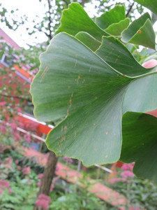  picture  Japanse_noteboom |Ginko_Biloba