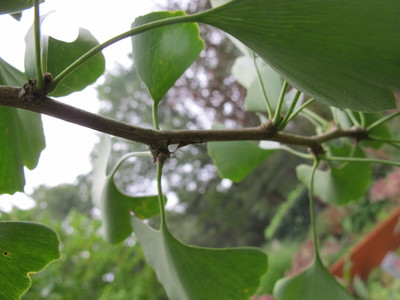  picture  Japanse_noteboom |Ginko_Biloba