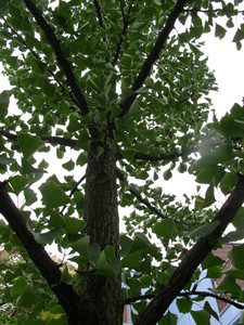  picture  Japanse_noteboom |Ginko_Biloba