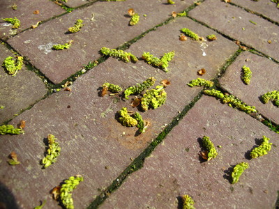  picture  Japanse_noteboom |Ginko_Biloba