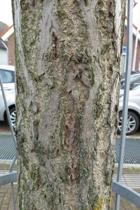  picture  Japanse_noteboom |Ginko_Biloba