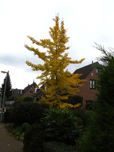  picture  Japanse_noteboom |Ginko_Biloba