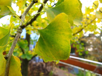  picture  Japanse_noteboom |Ginko_Biloba