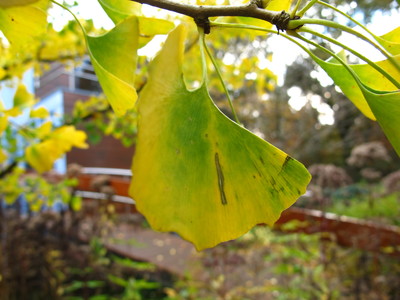  picture  Japanse_noteboom |Ginko_Biloba