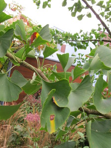  picture  Japanse_noteboom |Ginko_Biloba