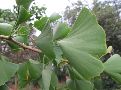  picture  Japanse_noteboom |Ginko_Biloba