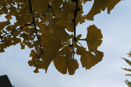  picture  Japanse_noteboom |Ginko_Biloba