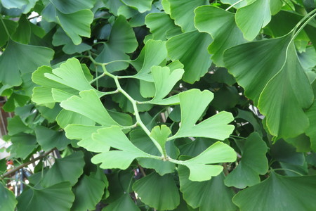  picture  Japanse_noteboom |Ginko_Biloba