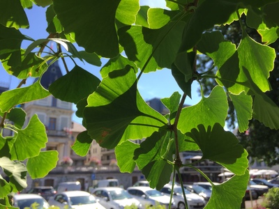  picture  Japanse_noteboom |Ginko_Biloba