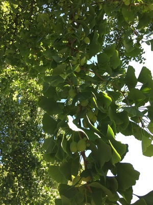  picture  Japanse_noteboom |Ginko_Biloba